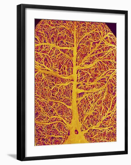 Rat Brain Blood Vessels, SEM-Susumu Nishinaga-Framed Photographic Print