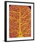 Rat Brain Blood Vessels, SEM-Susumu Nishinaga-Framed Photographic Print