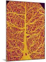 Rat Brain Blood Vessels, SEM-Susumu Nishinaga-Mounted Photographic Print