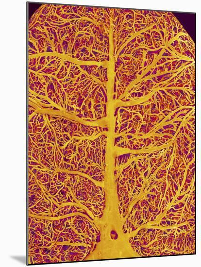 Rat Brain Blood Vessels, SEM-Susumu Nishinaga-Mounted Photographic Print