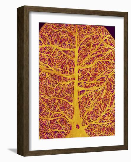 Rat Brain Blood Vessels, SEM-Susumu Nishinaga-Framed Photographic Print