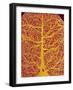 Rat Brain Blood Vessels, SEM-Susumu Nishinaga-Framed Photographic Print