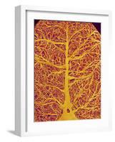 Rat Brain Blood Vessels, SEM-Susumu Nishinaga-Framed Photographic Print