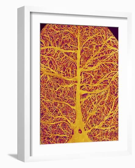 Rat Brain Blood Vessels, SEM-Susumu Nishinaga-Framed Photographic Print