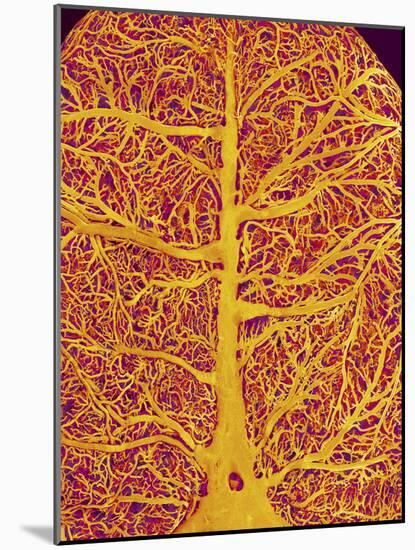 Rat Brain Blood Vessels, SEM-Susumu Nishinaga-Mounted Photographic Print