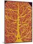 Rat Brain Blood Vessels, SEM-Susumu Nishinaga-Mounted Photographic Print