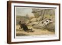 Brown Frame