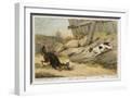 White Frame
