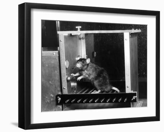 Rat in Skinner box-Science Source-Framed Giclee Print