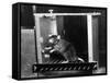 Rat in Skinner box-Science Source-Framed Stretched Canvas