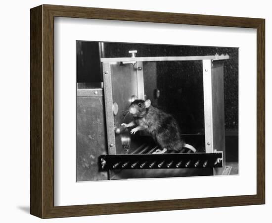 Rat in Skinner box-Science Source-Framed Giclee Print