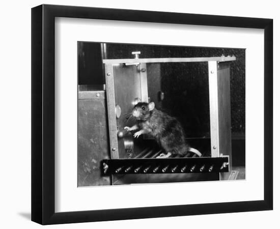 Rat in Skinner box-Science Source-Framed Giclee Print