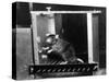 Rat in Skinner box-Science Source-Stretched Canvas