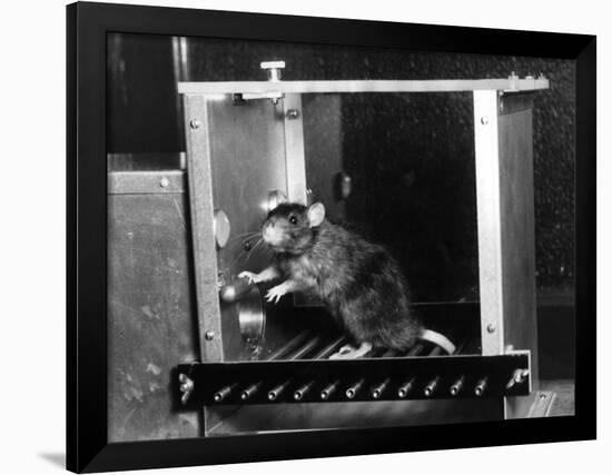 Rat in Skinner box-Science Source-Framed Giclee Print