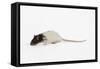 Rat in Studio-null-Framed Stretched Canvas