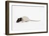 Rat in Studio-null-Framed Photographic Print