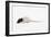 Rat in Studio-null-Framed Photographic Print