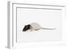 Rat in Studio-null-Framed Photographic Print