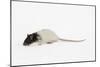 Rat in Studio-null-Mounted Photographic Print