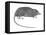 Rat Opossum (Caenolestidae), Shrew Opossum, Marsupial, Mammals-Encyclopaedia Britannica-Framed Stretched Canvas