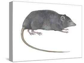 Rat Opossum (Caenolestidae), Shrew Opossum, Marsupial, Mammals-Encyclopaedia Britannica-Stretched Canvas