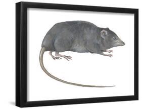 Rat Opossum (Caenolestidae), Shrew Opossum, Marsupial, Mammals-Encyclopaedia Britannica-Framed Poster