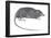 Rat Opossum (Caenolestidae), Shrew Opossum, Marsupial, Mammals-Encyclopaedia Britannica-Framed Poster