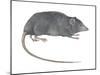 Rat Opossum (Caenolestidae), Shrew Opossum, Marsupial, Mammals-Encyclopaedia Britannica-Mounted Poster