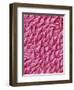 Rat Tongue-Micro Discovery-Framed Photographic Print