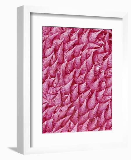 Rat Tongue-Micro Discovery-Framed Photographic Print