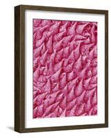 Rat Tongue-Micro Discovery-Framed Photographic Print