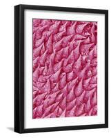 Rat Tongue-Micro Discovery-Framed Photographic Print