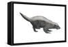 Ratel (Mellivora Capensis), Honey Badger, Weasel, Mammals-Encyclopaedia Britannica-Framed Stretched Canvas