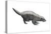 Ratel (Mellivora Capensis), Honey Badger, Weasel, Mammals-Encyclopaedia Britannica-Stretched Canvas