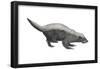 Ratel (Mellivora Capensis), Honey Badger, Weasel, Mammals-Encyclopaedia Britannica-Framed Poster