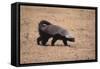 Ratel, or Honey Badger-DLILLC-Framed Stretched Canvas