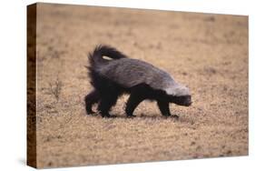 Ratel, or Honey Badger-DLILLC-Stretched Canvas