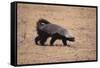 Ratel, or Honey Badger-DLILLC-Framed Stretched Canvas