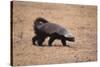 Ratel, or Honey Badger-DLILLC-Stretched Canvas