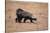 Ratel, or Honey Badger-DLILLC-Stretched Canvas