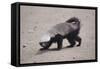 Ratel, or Honey Badger-DLILLC-Framed Stretched Canvas