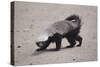 Ratel, or Honey Badger-DLILLC-Stretched Canvas