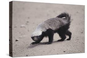 Ratel, or Honey Badger-DLILLC-Stretched Canvas