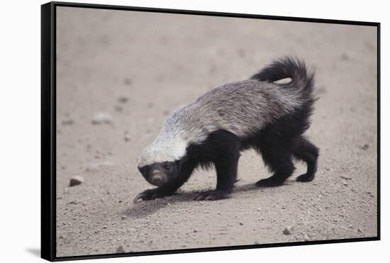 Ratel, or Honey Badger-DLILLC-Framed Stretched Canvas