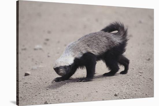 Ratel, or Honey Badger-DLILLC-Stretched Canvas