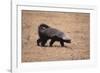 Ratel, or Honey Badger-DLILLC-Framed Photographic Print