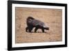 Ratel, or Honey Badger-DLILLC-Framed Photographic Print