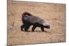 Ratel, or Honey Badger-DLILLC-Mounted Photographic Print