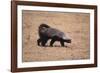 Ratel, or Honey Badger-DLILLC-Framed Photographic Print