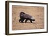 Ratel, or Honey Badger-DLILLC-Framed Photographic Print